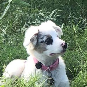 Meet your Posher, Ella